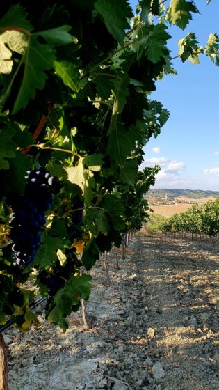visita guiada a bodega